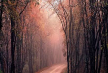 雷火电竞官网：体坛联播｜巴西主帅多里瓦尔下课，王钰栋打入中超处子球.